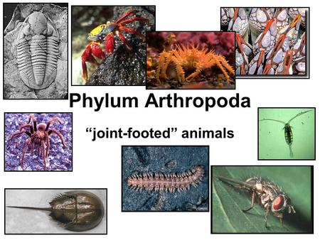 “joint-footed” animals