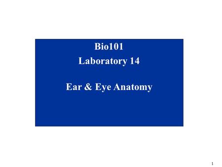 1 Bio101 Laboratory 14 Ear & Eye Anatomy. 2 Eye and Ear Objectives for today’s lab –Become familiar with the gross anatomy of the ear and the eye (Remember: