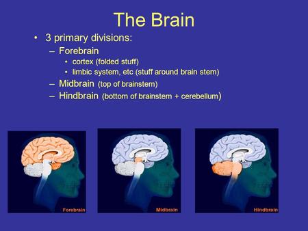 3 primary divisions: –Forebrain cortex (folded stuff) limbic system, etc (stuff around brain stem) –Midbrain (top of brainstem) –Hindbrain (bottom of brainstem.