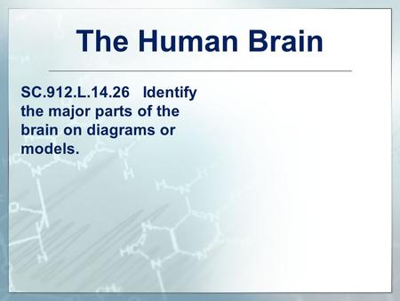 The Human Brain SC.912.L.14.26 Identify the major parts of the brain on diagrams or models. To the Teacher: