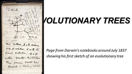 EVOLUTIONARY TREES Page from Darwin's notebooks around July 1837 showing his first sketch of an evolutionary tree.