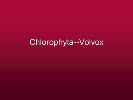 Chlorophyta--Volvox.