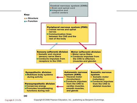 Copyright © 2004 Pearson Education, Inc., publishing as Benjamin Cummings.