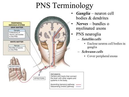 PNS Terminology Ganglia – neuron cell bodies & dendrites Nerves – bundles o myelinated axons PNS neuroglia –Satellite cells Enclose neuron cell bodies.