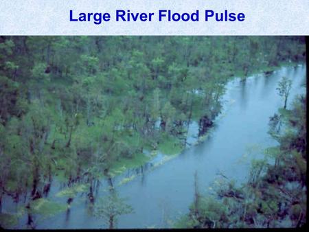 Large River Flood Pulse. N Where Are We? Barataria Terrebonne Ponchartrain Atchafalaya.