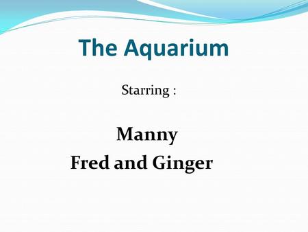 The Aquarium Starring : Fred and Ginger Manny Manny was bored one summer vacation so he went to the local pet store. He decided to buy a pet that was.