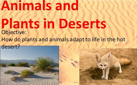 Animals and Plants in Deserts