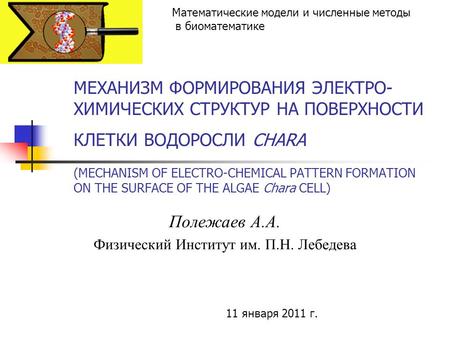 МЕХАНИЗМ ФОРМИРОВАНИЯ ЭЛЕКТРО- ХИМИЧЕСКИХ СТРУКТУР НА ПОВЕРХНОСТИ КЛЕТКИ ВОДОРОСЛИ CHARA (MECHANISM OF ELECTRO-CHEMICAL PATTERN FORMATION ON THE SURFACE.