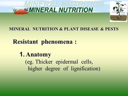 MINERAL NUTRITION & PLANT DISEASE & PESTS Resistant phenomena : 1. Anatomy (eg. Thicker epidermal cells, higher degree of lignification)