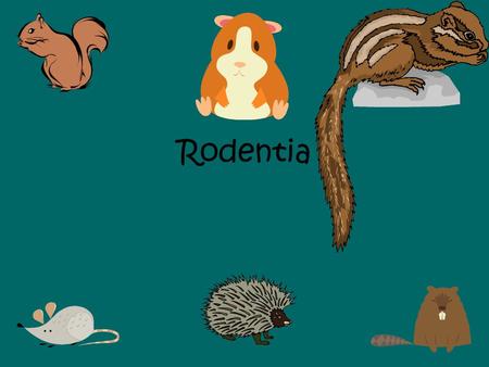 Rodentia. The single largest group of mammals is the rodentia. Most non-flying mammals are rodents. There are about 1500 living species of rodents (out.