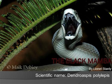 The black mamba Scientific name: Dendroaspis polylepis