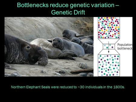 Bottlenecks reduce genetic variation – Genetic Drift Northern Elephant Seals were reduced to ~30 individuals in the 1800s.