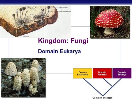 AP Biology 2007-2008 Domain Eubacteria Domain Archaea Domain Eukarya Common ancestor Kingdom: Fungi Domain Eukarya.