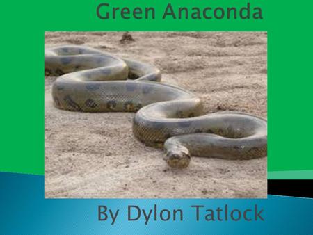 Green Anaconda By Dylon Tatlock.