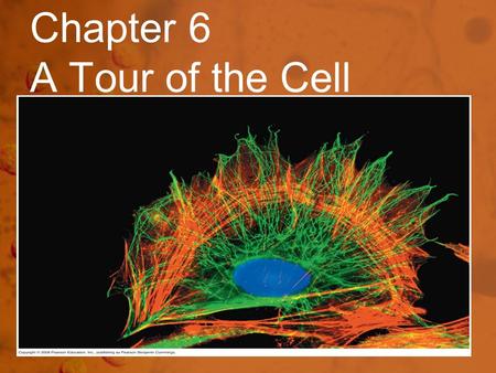 Chapter 6 A Tour of the Cell. Warning!! Much of this chapter is covered in Biology I and is considered pre- requisite knowledge. Focus on what is new.