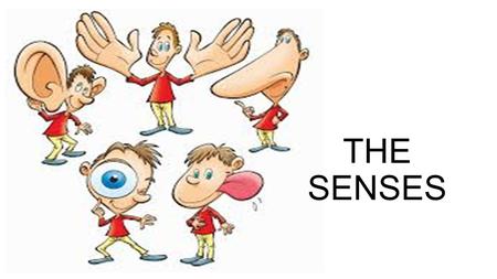 THE SENSES. SIGHT it's used to see The organ is the eyes It let us know the colors, sizes, shapes and distances Exposing the eyes to the right light Eating.