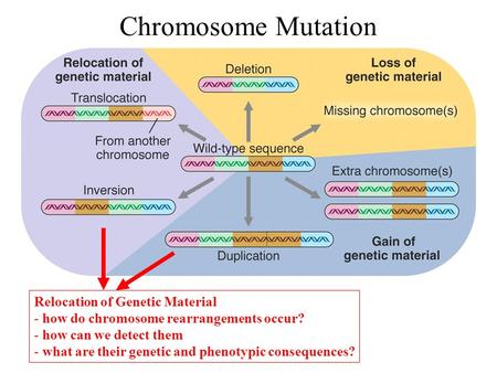 Chromosome Mutation Relocation of Genetic Material