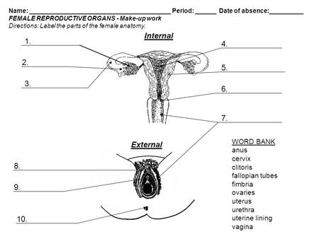 Internal External WORD BANK anus cervix