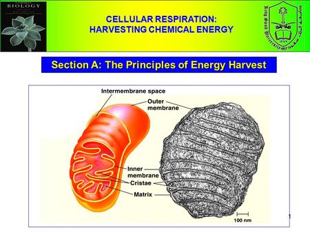 1 CELLULAR RESPIRATION: HARVESTING CHEMICAL ENERGY Section A: The Principles of Energy Harvest.