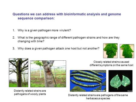 Questions we can address with bioinformatic analysis and genome sequence comparison: 1.Why is a given pathogen more virulent? 2.What is the geographic.