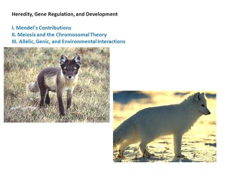 Heredity, Gene Regulation, and Development I. Mendel's Contributions II. Meiosis and the Chromosomal Theory III. Allelic, Genic, and Environmental Interactions.