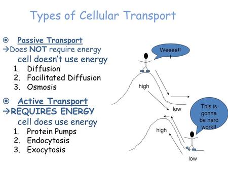 Types of Cellular Transport  Passive Transport  Does NOT require energy cell doesn’t use energy 1.Diffusion 2.Facilitated Diffusion 3.Osmosis  Active.