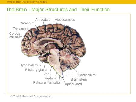 Introductory Psychology Concepts