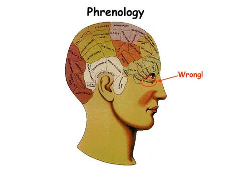 Phrenology Wrong!. Outer Surface of Human Brain Gray Matter = Neuron cell bodies & dendrites White Matter = Myelin (=fat)- covered axons Cortex = Outer.