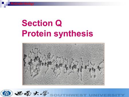 Section Q Protein synthesis