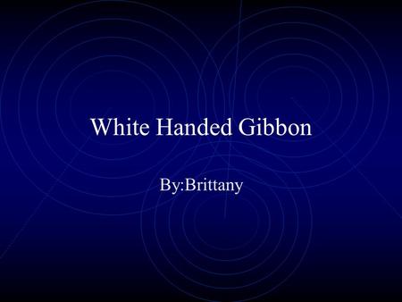 White Handed Gibbon By:Brittany Introduction My animal starts with a G and ends with an N. It lives in the rain forest. It has white and black fur. What.