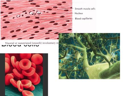 Blood cells. AIM: Why do cells look different? Prokaryotic and Eukaryotic Cells Prokaryotic Cells: no nuclei Eukaryotic cells: Nuclei, cell mem- Branes,