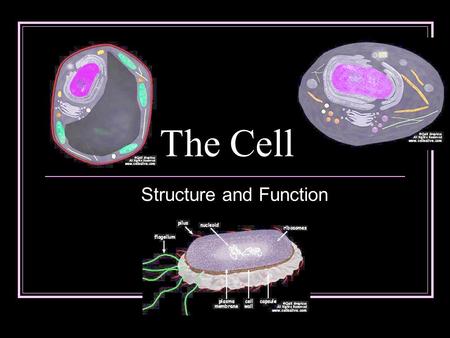 The Cell Structure and Function. Recall the Cell Theory 1. The cell is the basic unit of life 2. All living things are composed of one or more cells 3.