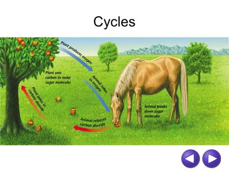 Cycles. CARBON-OXYGEN CYCLE  media//uploads/alberta/CarbonCycle.html