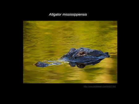 Alligator mississippiensis.