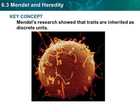 6.3 Mendel and Heredity KEY CONCEPT Mendel’s research showed that traits are inherited as discrete units.