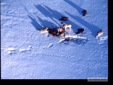 Dan Stahler photo. USFWS 2013 EIA Predator-prey models.