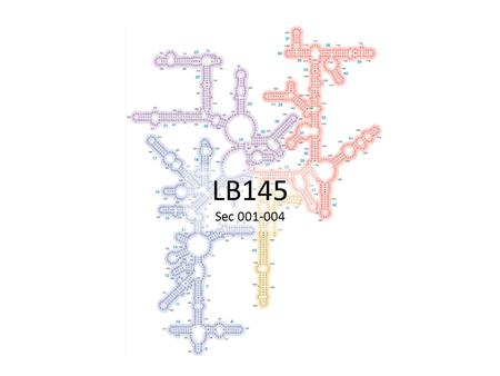 LB145 Sec 001-004. Today’s Outline -Announcements: Homework #3 is due on Thursday. Flexible Grade Weightings due TODAY! Honors option meeting: 8:15-8:45am.