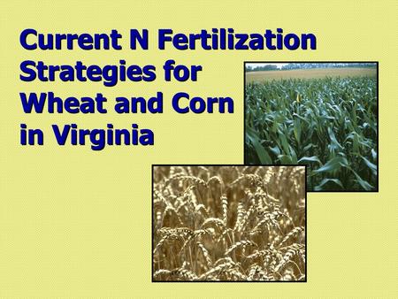 Current N Fertilization