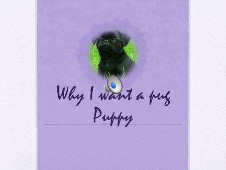 Why I want a pug Puppy Keeping me busy If I were to get a pug puppy, it would keep me busy and teach me more responsibility, for example, I would pooper.