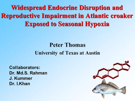 Widespread Endocrine Disruption and Reproductive Impairment in Atlantic croaker Exposed to Seasonal Hypoxia Peter Thomas University of Texas at Austin.