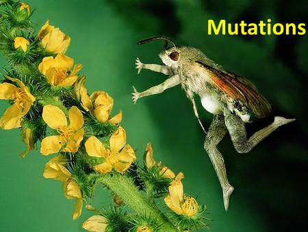 Mutations. Protein Synthesis Review Video What is a mutation? Change in the DNA nitrogen base sequence of a gene.