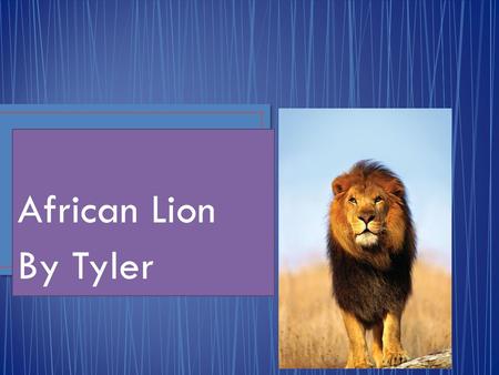 African Lion By Tyler. The Lion is a mammal. Scientific name is Panther a Leo.