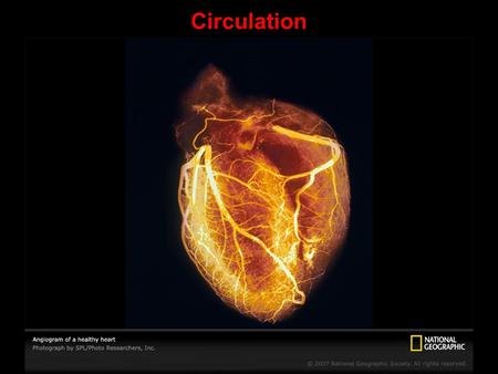 Circulation. Invertebrates: Gastrovascular cavity or circulatory system.