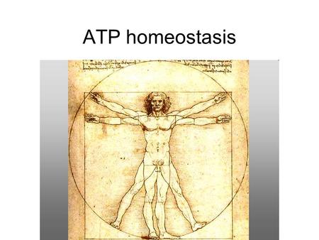 ATP homeostasis. Energy systems homeostasis ATP –Common metabolic intermediate –Powers muscular contraction –Cell work –Well-maintained over wide variations.