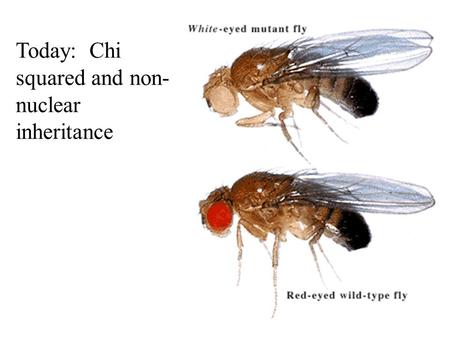 Today: Chi squared and non- nuclear inheritance. Homologous pair of chromosomes Linkage can be used to determine distance.