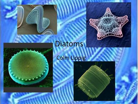 Diatoms Colm Lippig. Diatoms Diatoms are a major type of algae/plankton. Most are unicellular although they have been known to grow in colonies of different.