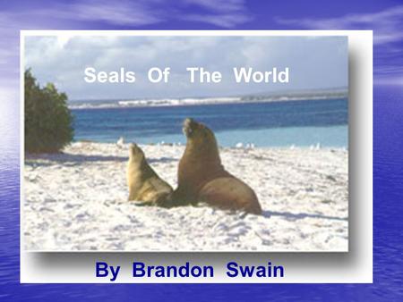 Seals Of The World By Brandon Swain. Seals Of The World !!!!! This is a Power Point about seals across the world. There are more than 35 species!!!! “There.