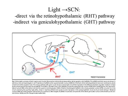 Light →SCN: -direct via the retinohypothalamic (RHT) pathway -indirect via geniculohypothalamic (GHT) pathway.