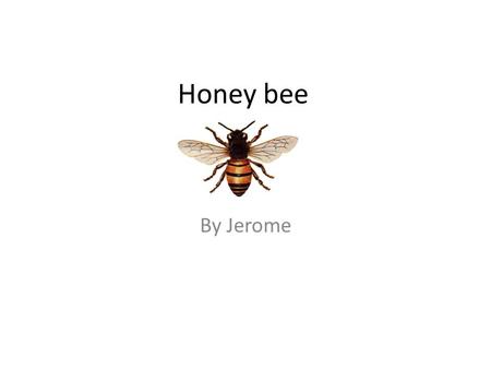 Honey bee By Jerome.