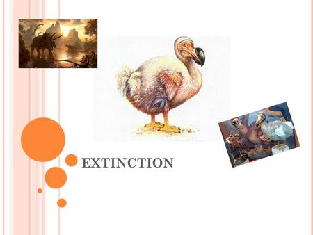 EXTINCTION. W HAT IS E XTINCTION ? Extinction is were animals are no longer around and are gone forever like the dinosaurs and dodo’s and the mammoth!